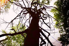 Narben der Natur