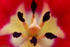 Tulpe II