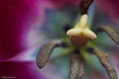 Tulpe I
