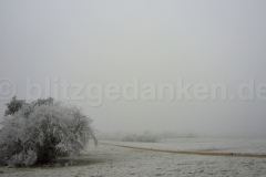 baum_am_wegesrand