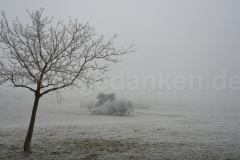 einsamer_baum