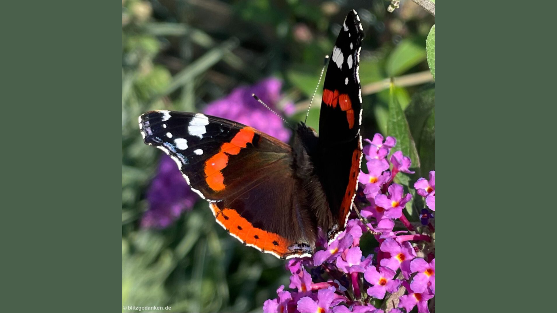 Schmetterling