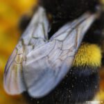 Hummel