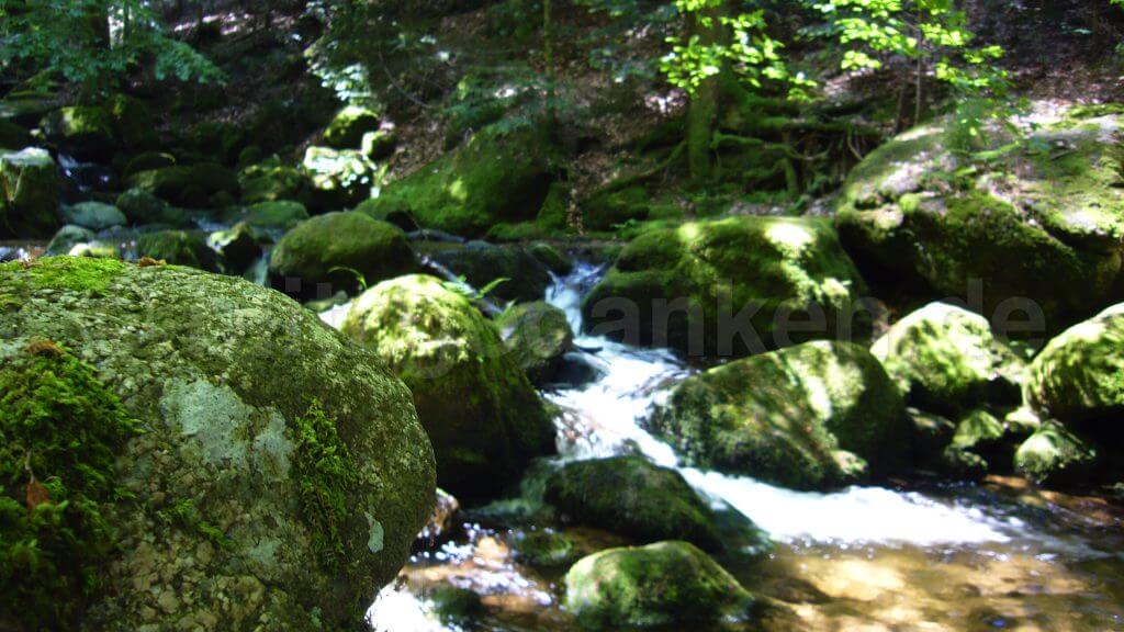 ein Bach im Wald im Sonnenschein