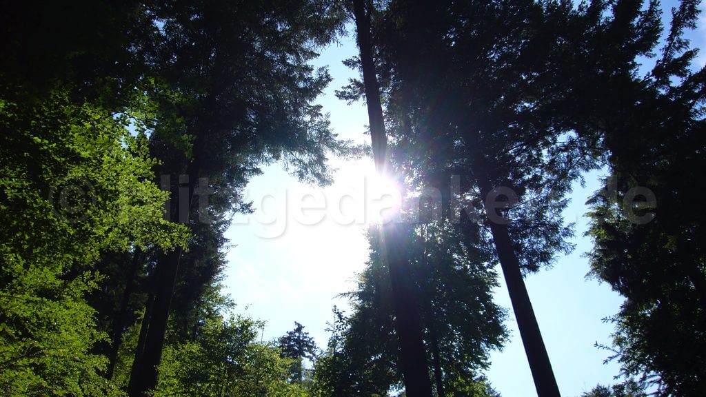 Sonne strahlt durch Bäume