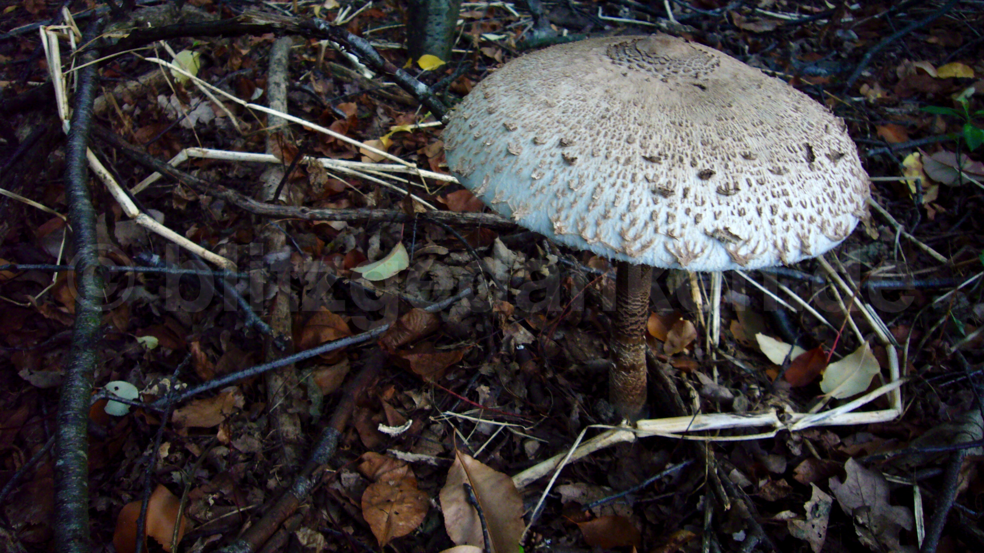 Pilz