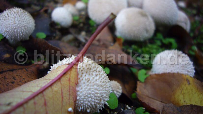 Pilze