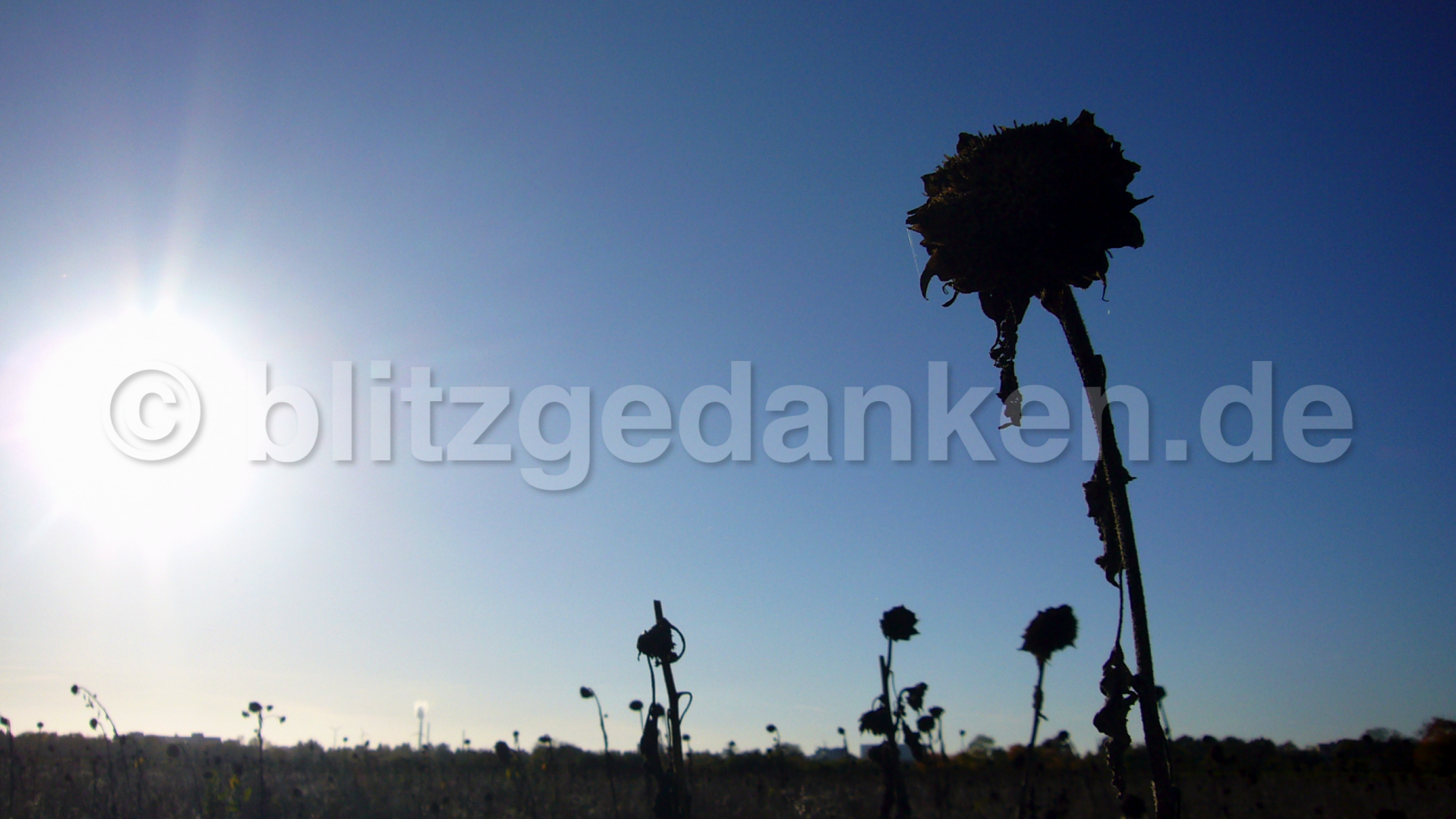 Sonnenblumenfeld