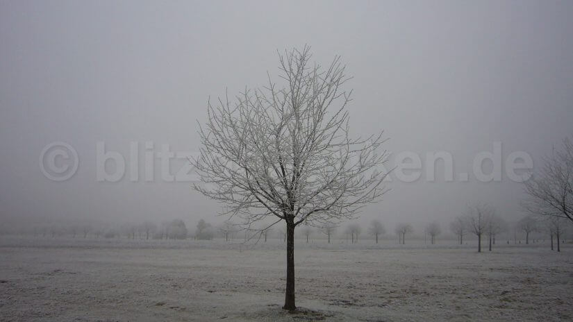 Bäume auf dem Feld im Frost