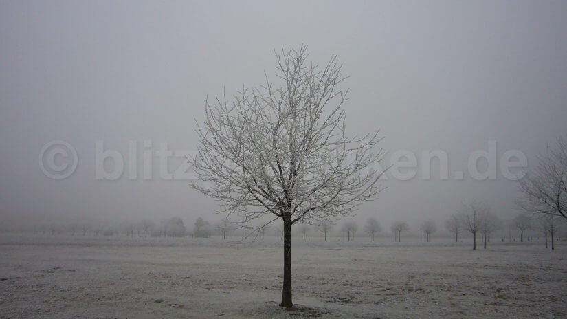 Bäume im Frost