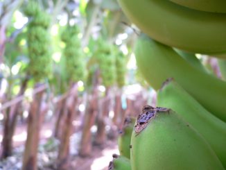 Bananen