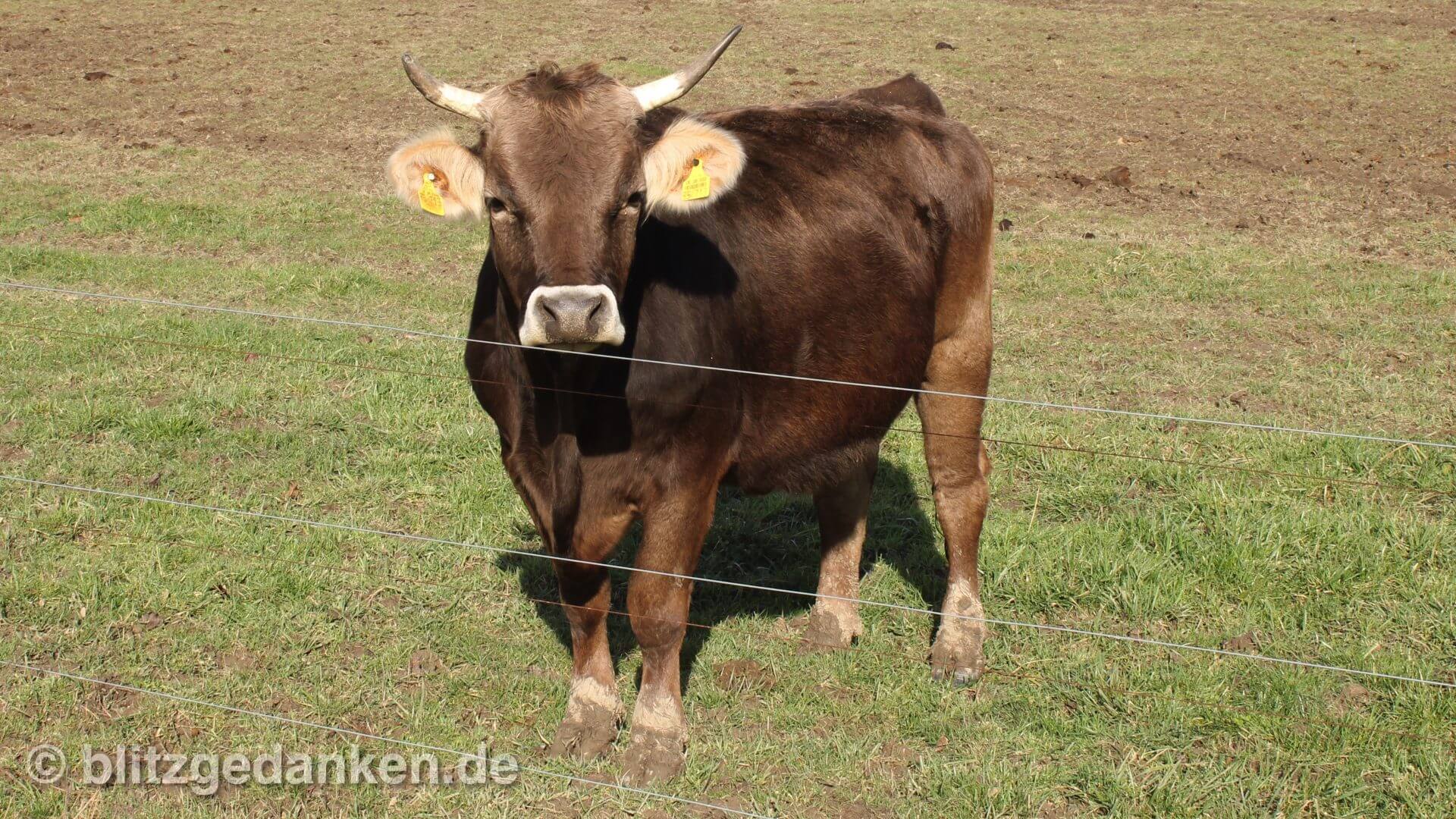 10 Gründe, warum man kein Fleisch essen sollte