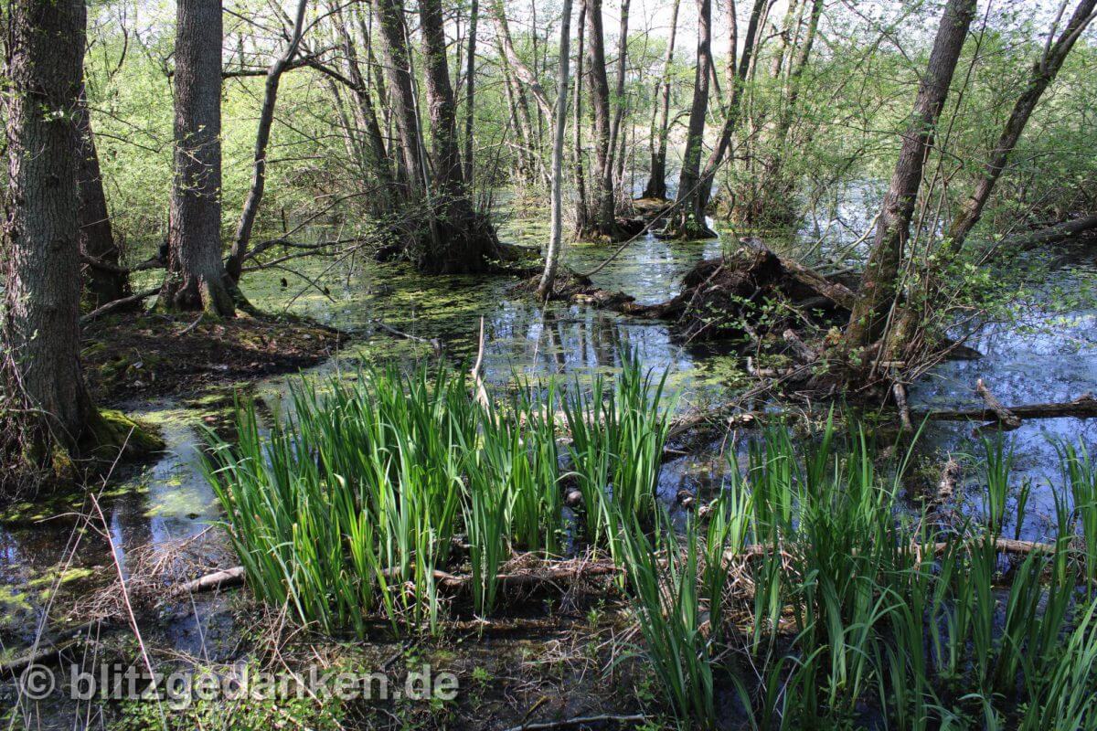 Moorlandschaft