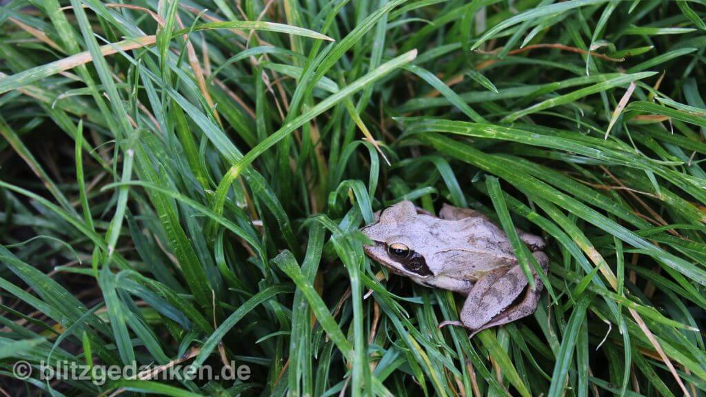Frosch in Moorlandschaft