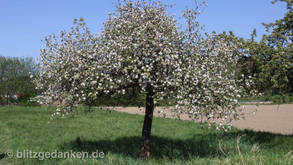 Frühlingsblühen