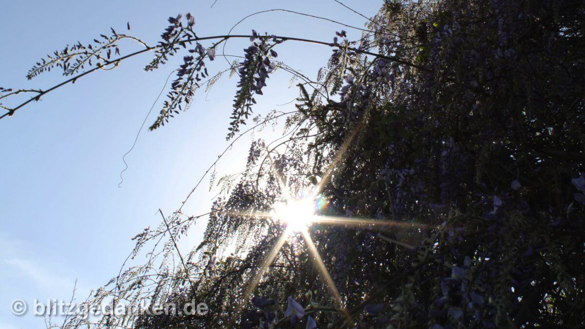Blauregen in der Sonne