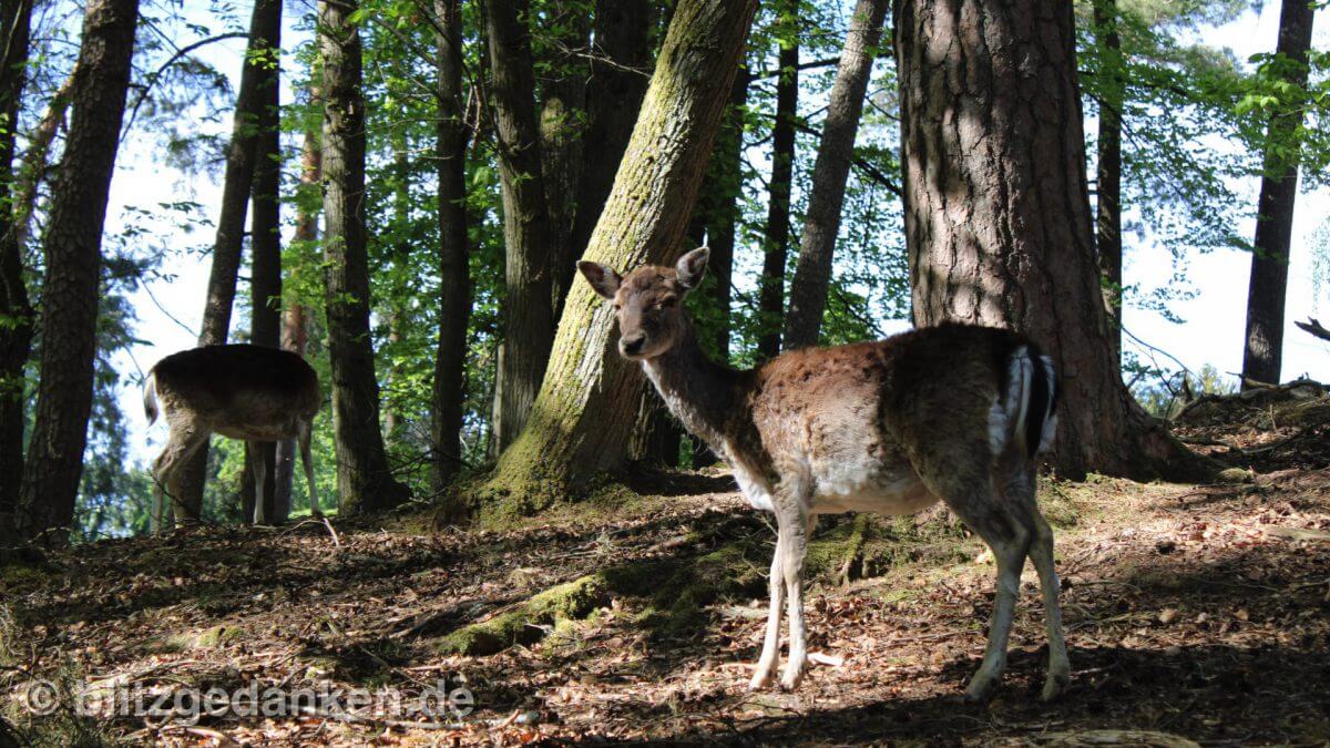 Tierpark Silz