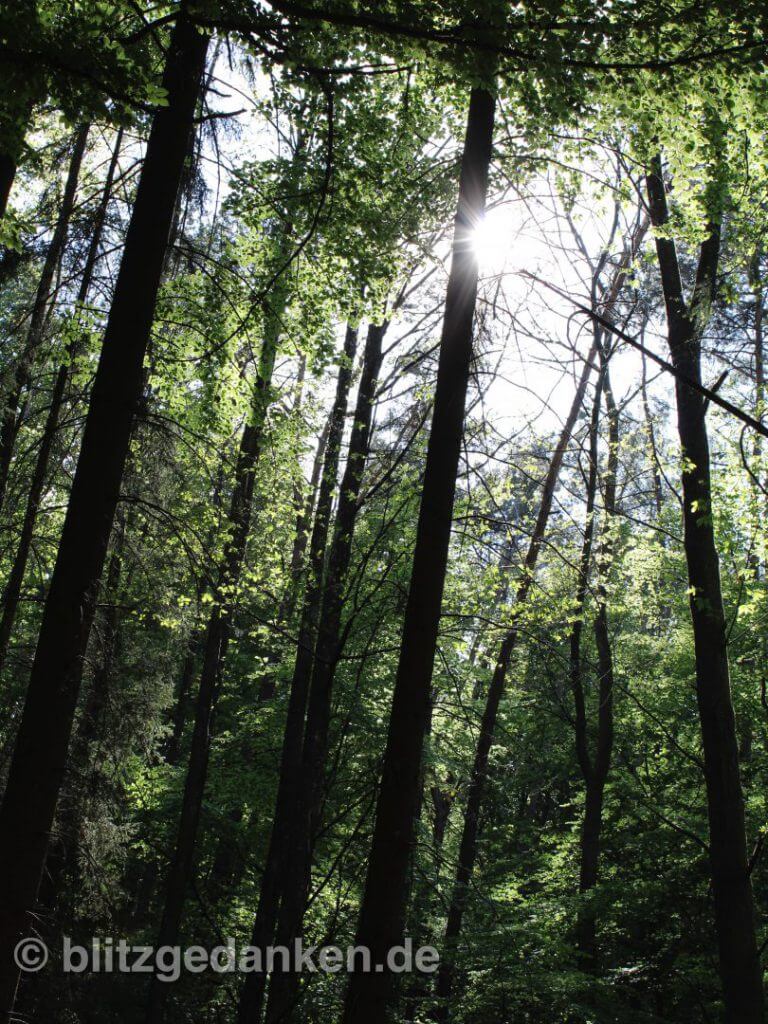 Sonne durch die Bäume