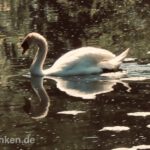 Schwan