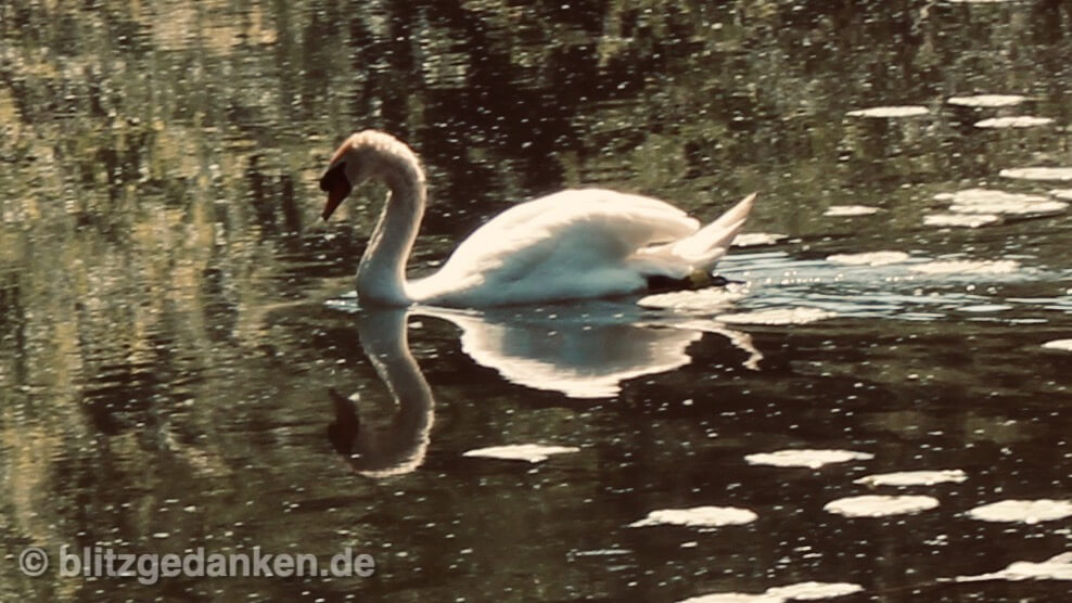 Der frühe Vogel