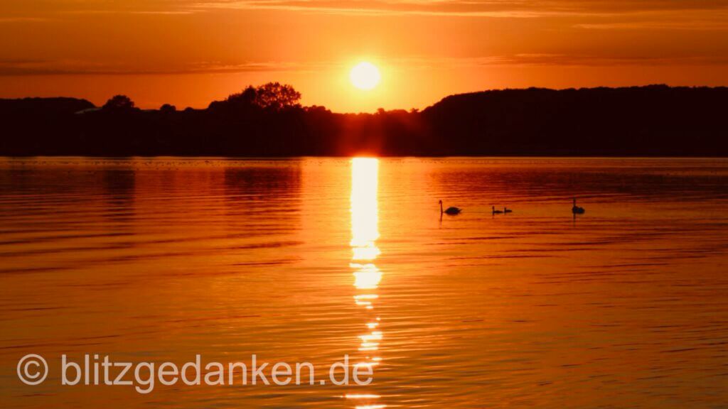 Schwäne im Abendrot