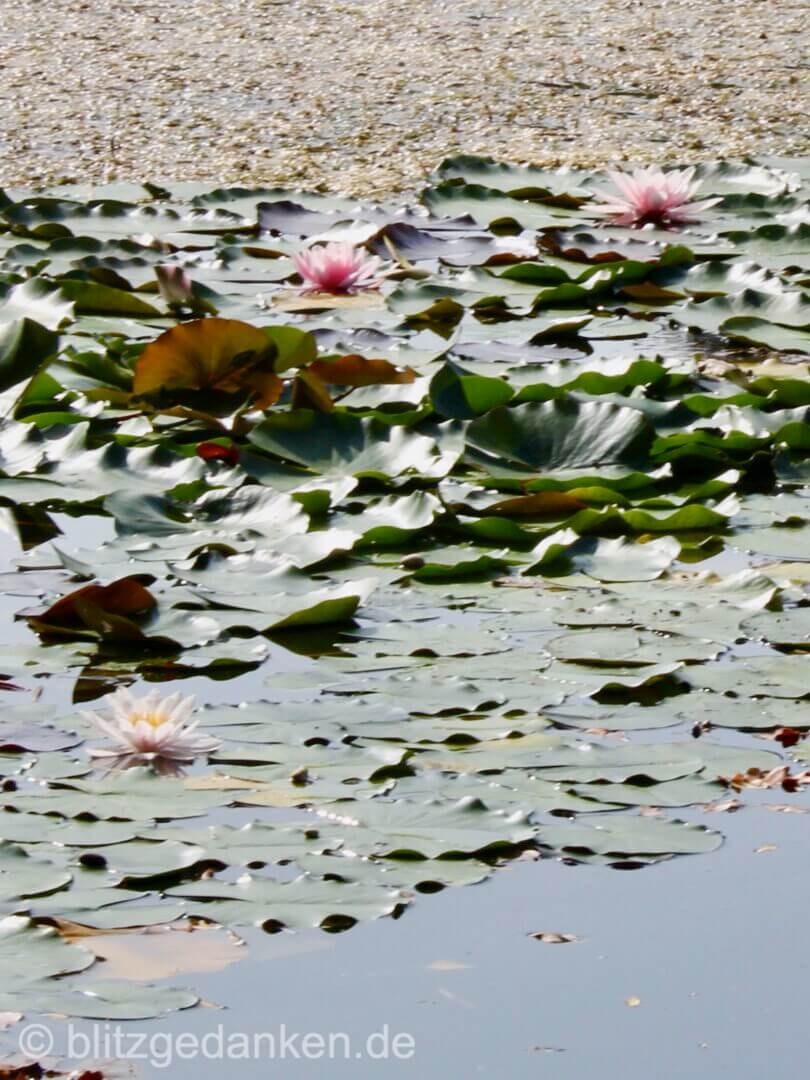 Ein See mit Rosen