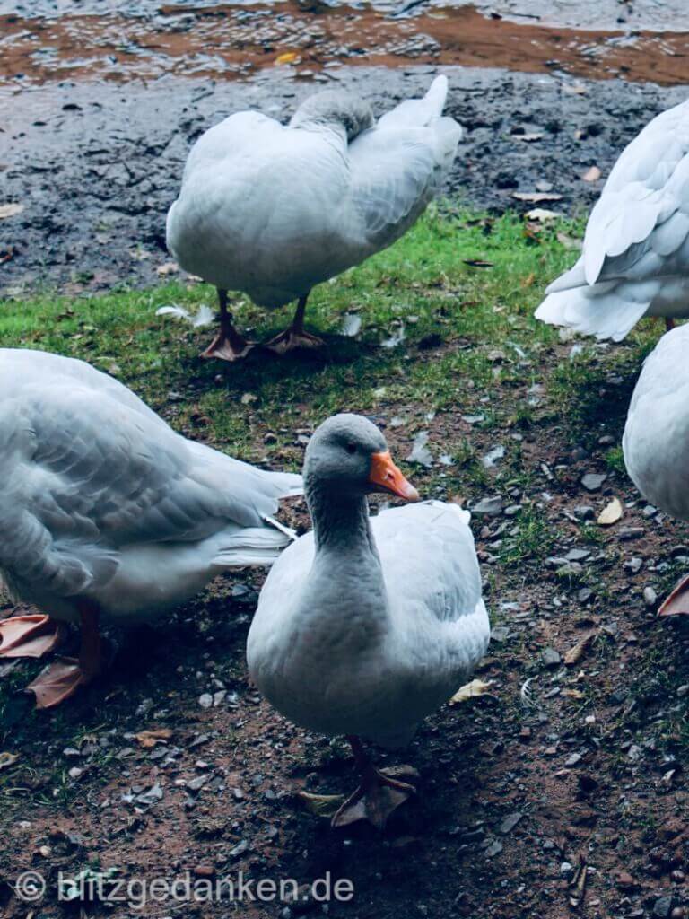 Eine Gans ist hier "der frühe Vogel"