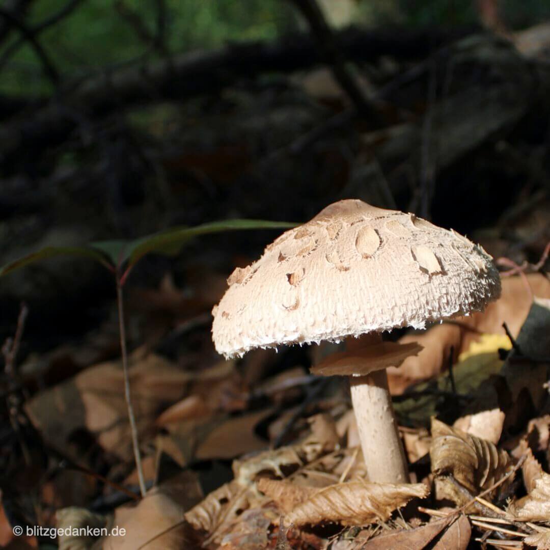Pilze und Blätter