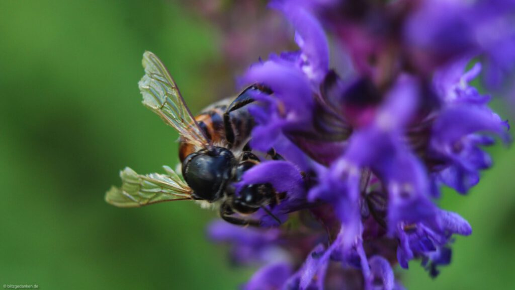 Bienen - denken sie?