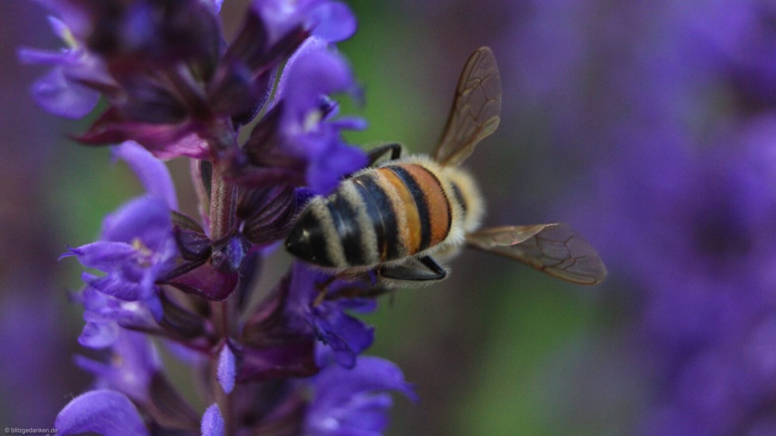 Bienen