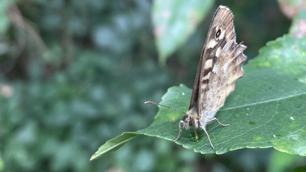 noch einmal leben… Schmetterlinge erinnern uns an die Verstorbenen