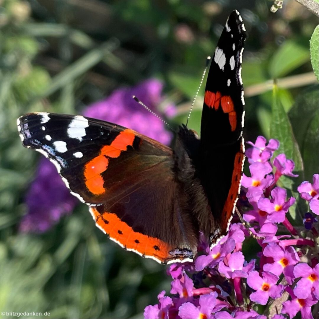 Schmetterlinge