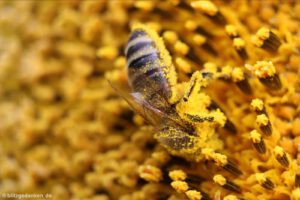 Biene in Makroaufnahme in einer Sonnenblume